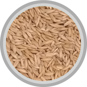 Avena forrajera