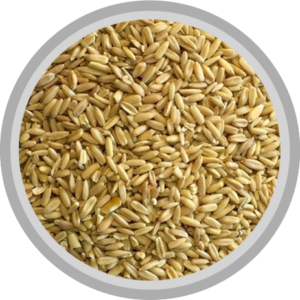 Avena pelada
