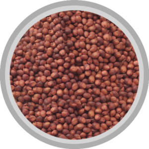 Sorgo colorado